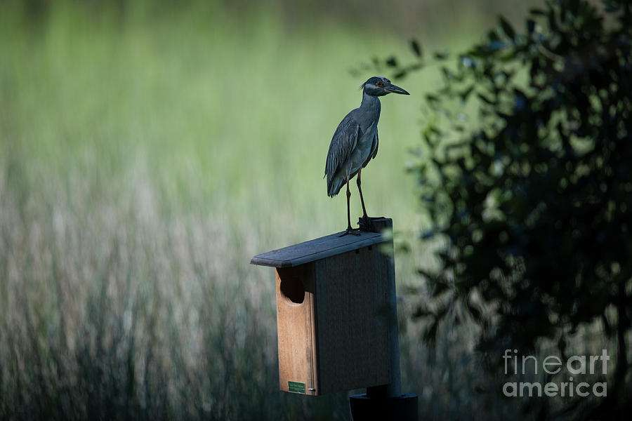 Yellow Crowned Night Heron atop Duck House Photograph by Dale Powell
