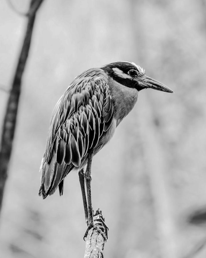 Yellow-crowned Night Heron Black and white Photograph by Paula Ponath