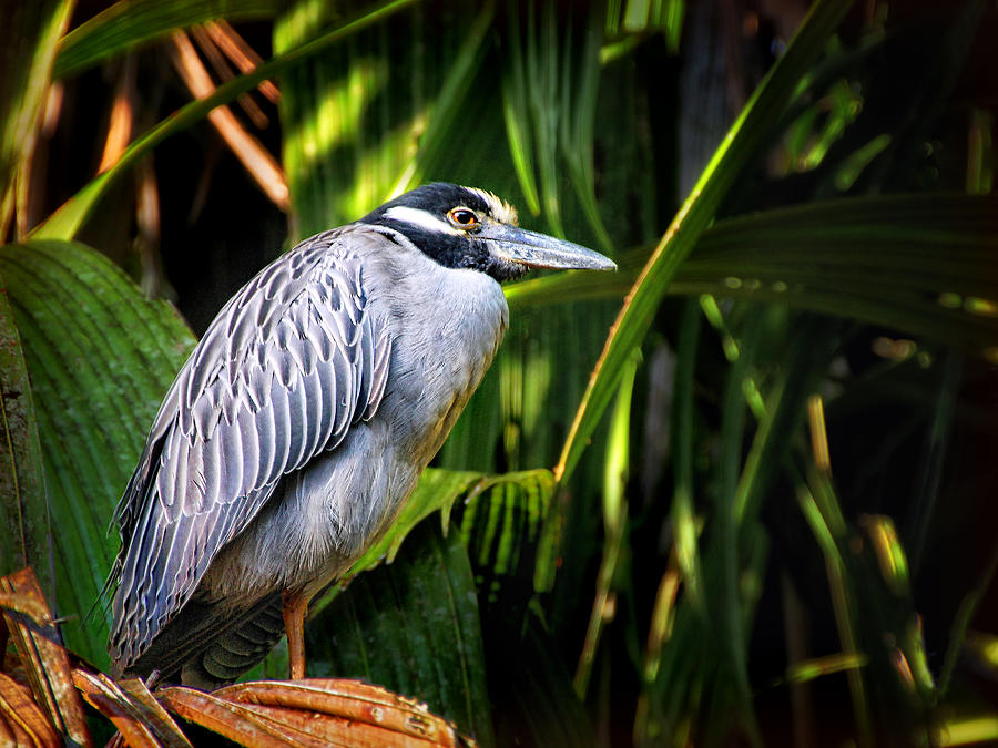 Yellow-crowned Night Heron Photograph by Carolyn Derstine