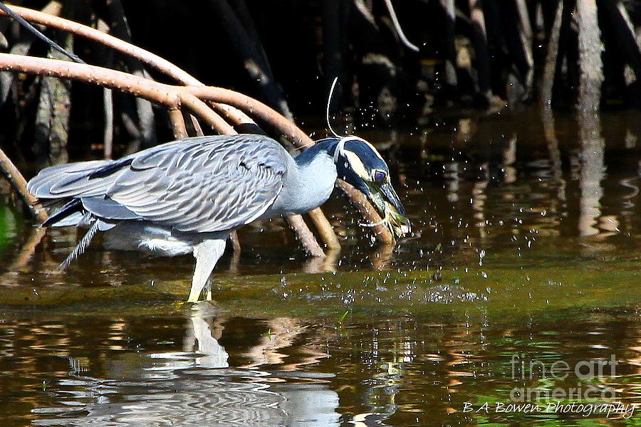Yellow Crowned Night Heron catches a Crab Photograph by Barbara Bowen