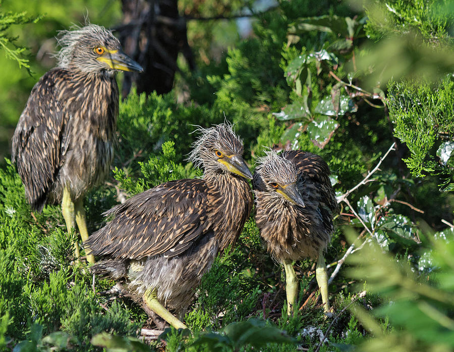 Yellow-crowned Night-heron Chicks Photograph by Scott Miller