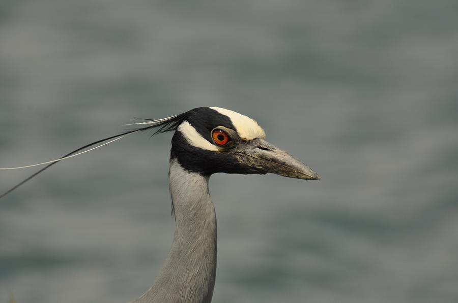 Yellow-crowned Night Heron Photograph by Frank Madia