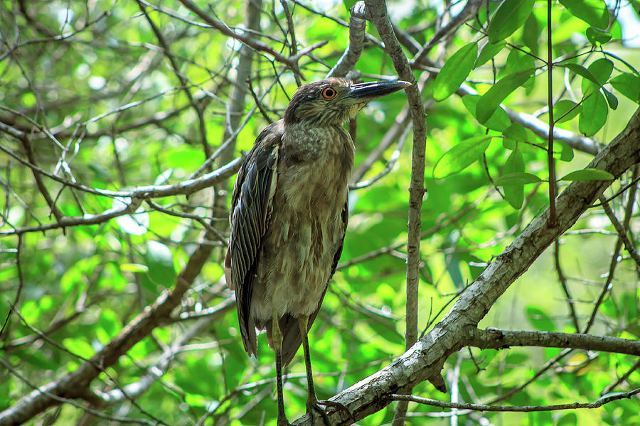 Yellow Crowned Night Heron Photograph by Fred Boehm