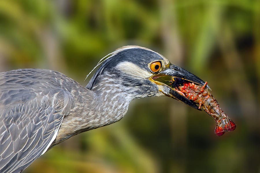 Yellow Crowned Night Heron Goes Crawfishing Photograph by Bonnie Barry
