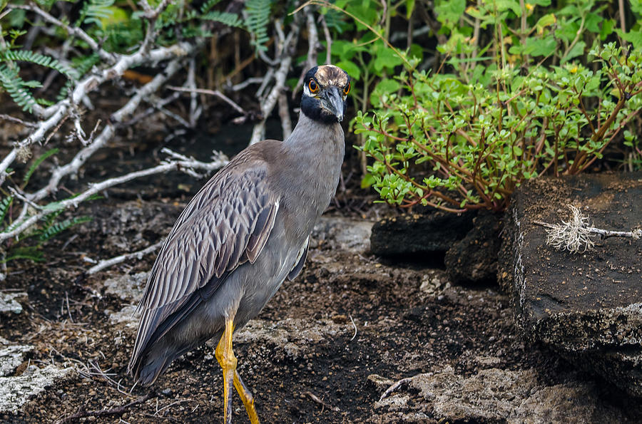 Yellow-Crowned Night Heron Photograph by Harry Strharsky