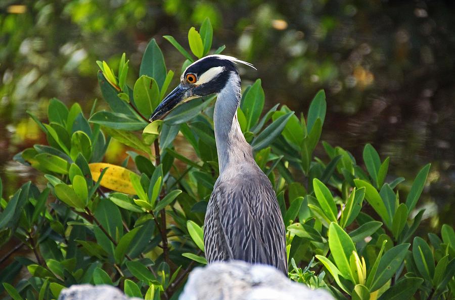 Yellow-crowned Night Heron II Photograph by Michiale Schneider