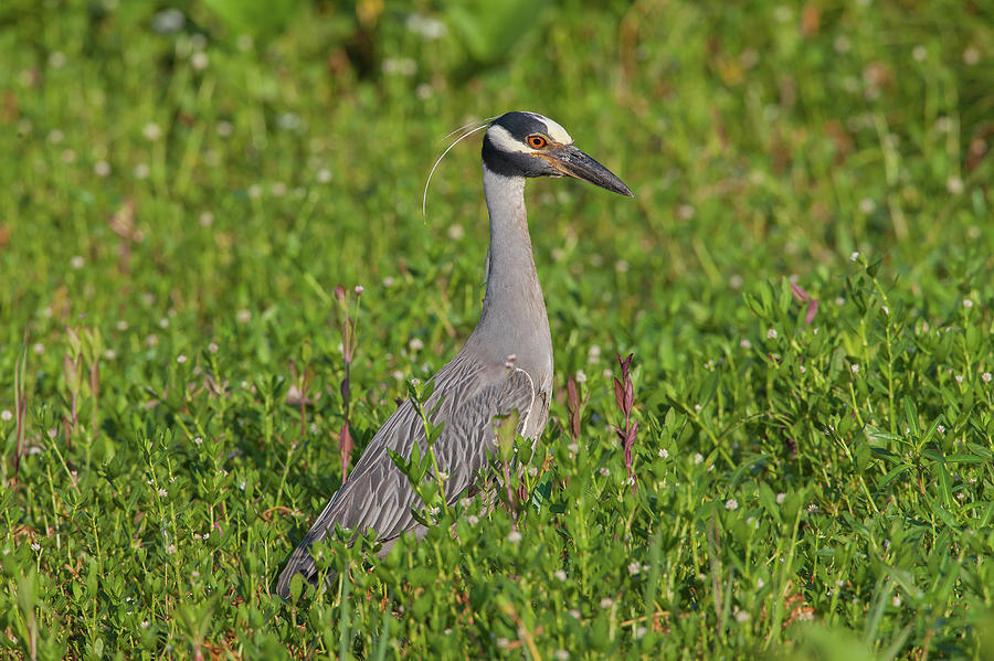 Yellow-crowned Night-Heron in Grass Photograph by Ronnie Maum