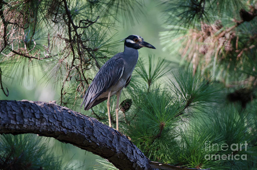 Yellow Crowned Night Heron in Pine Tree Photograph by Dale Powell