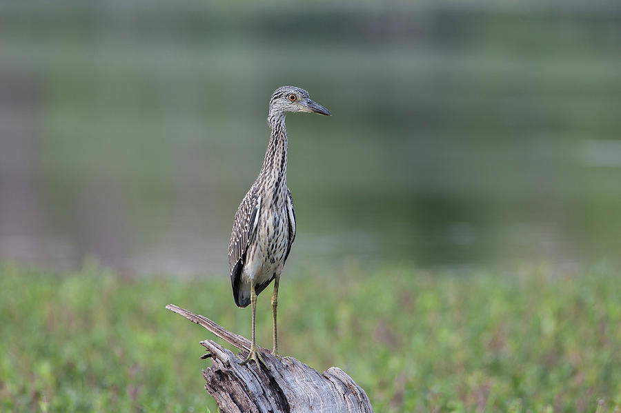 Yellow-crowned Night-Heron Juvenile 2 Photograph by Ronnie Maum
