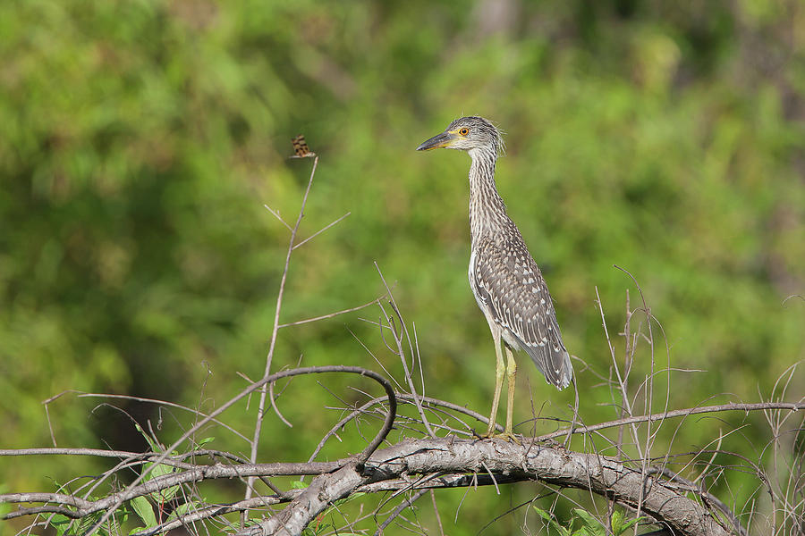 Yellow-crowned Night-Heron Juvenile Photograph by Ronnie Maum
