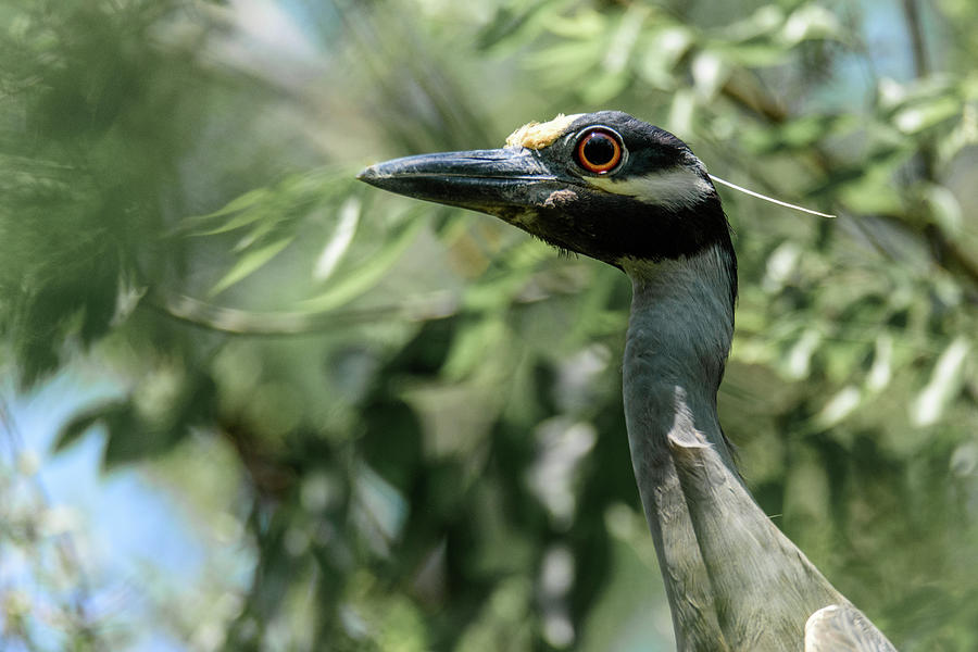 Yellow-crowned Night Heron Keeping Watch from the Nest Photograph by Debra Martz