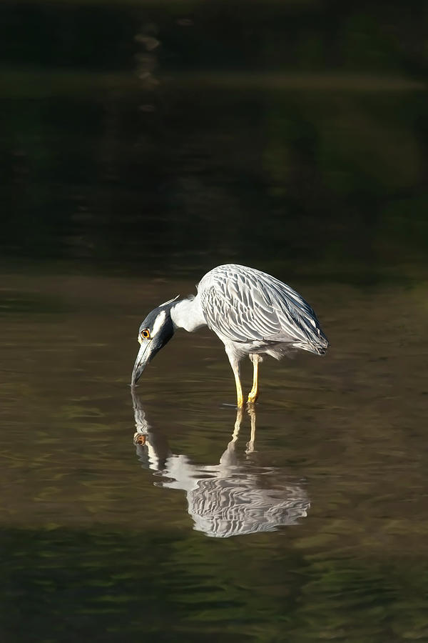 Nature Photograph - Yellow Crowned Night Heron Kiss the Water #1 by Paul Rebmann