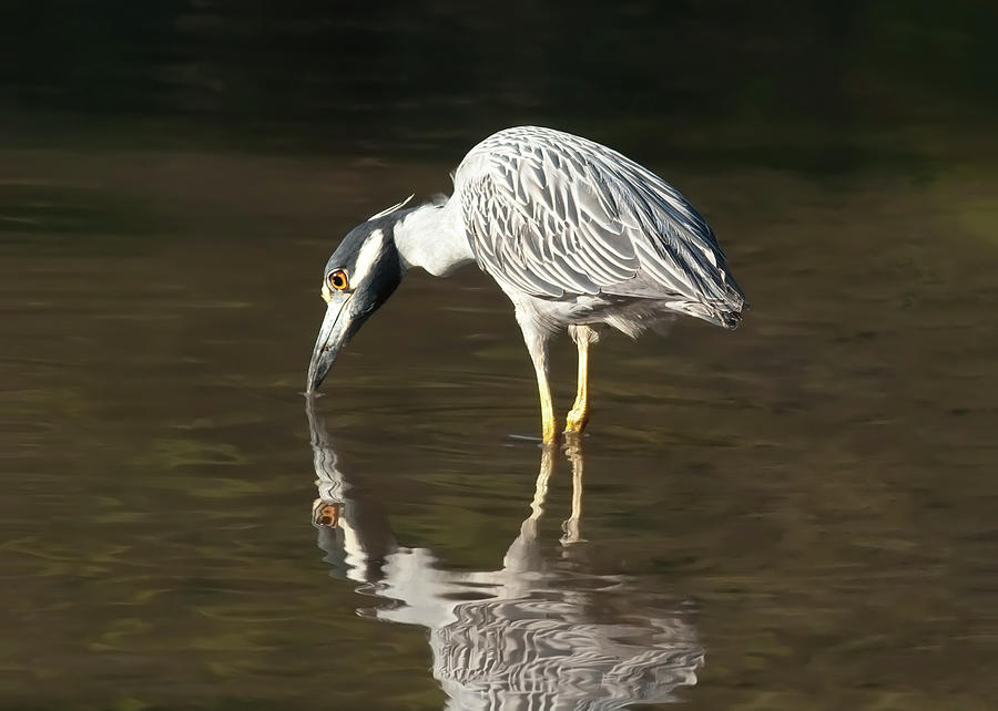 Yellow Crowned Night Heron Kiss the Water #2 Photograph by Paul Rebmann