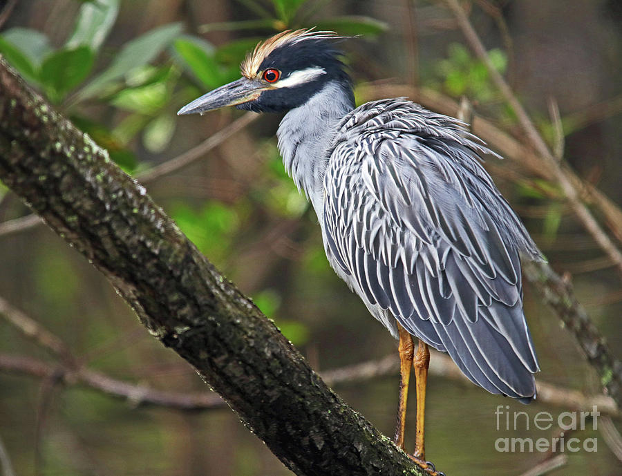 Yellow Crowned Night Heron Photograph by Larry Nieland