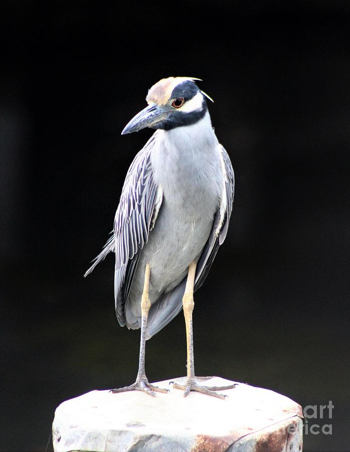 Yellow Crowned Night-Heron Photograph by Mesa Teresita - Pixels