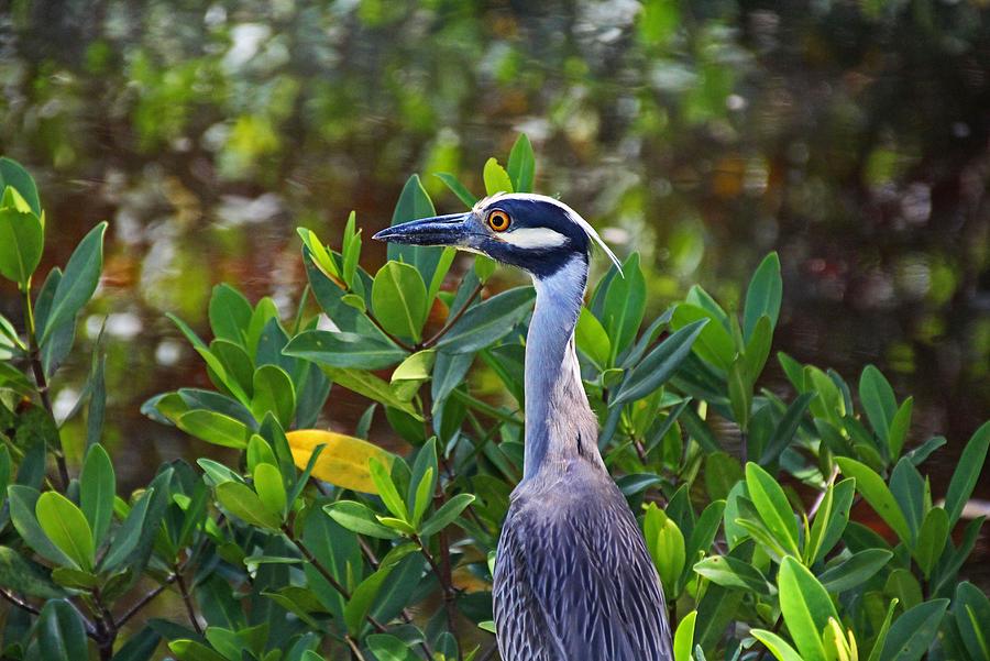 Yellow-crowned Night Heron Photograph by Michiale Schneider
