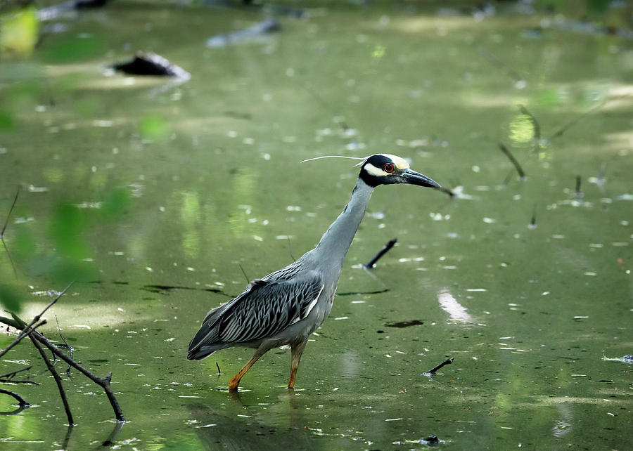 Yellow Crowned Night Heron Photograph by Nicholas Blackwell