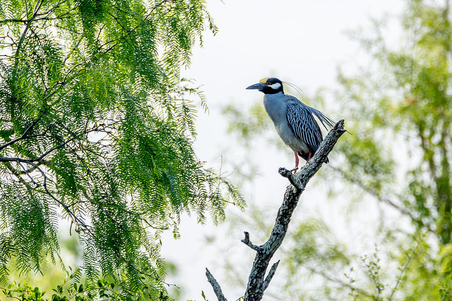 Yellow-Crowned Night-Heron Perched Up High Photograph by Debra Martz
