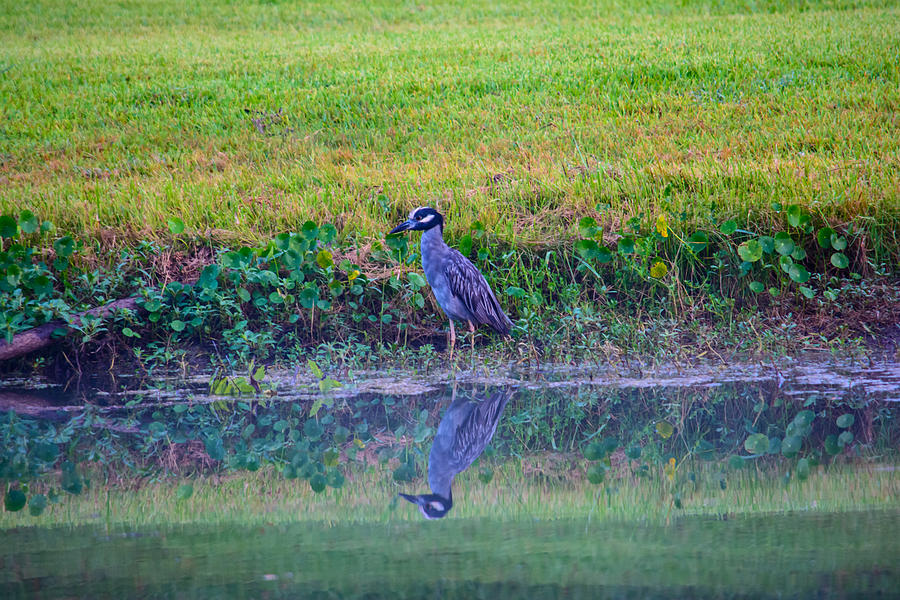 Yellow-crowned Night-Heron Photograph by Tikvahs Hope