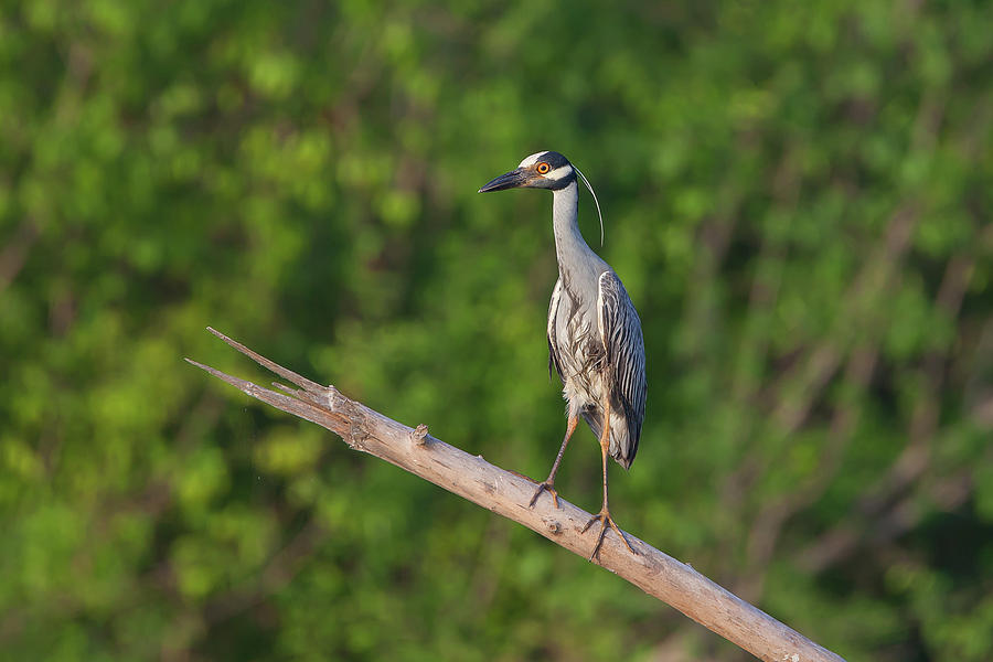Yellow-crowned Night-Heron Photograph by Ronnie Maum
