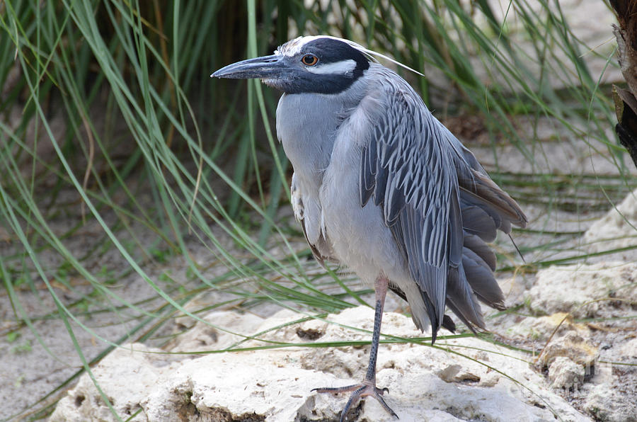 Yellow Crowned Night Heron Standing on One Leg Photograph by DejaVu Designs