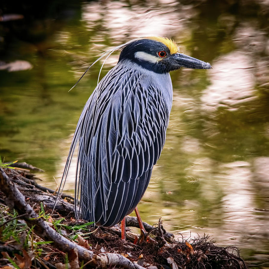 Yellow-crowned Night-Heron Photograph by Steven Sparks