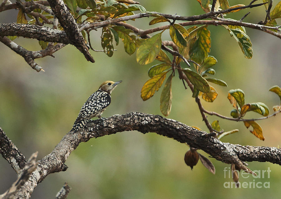 Yellow-crowned Woodpecker Photograph by Neil Bowman/FLPA