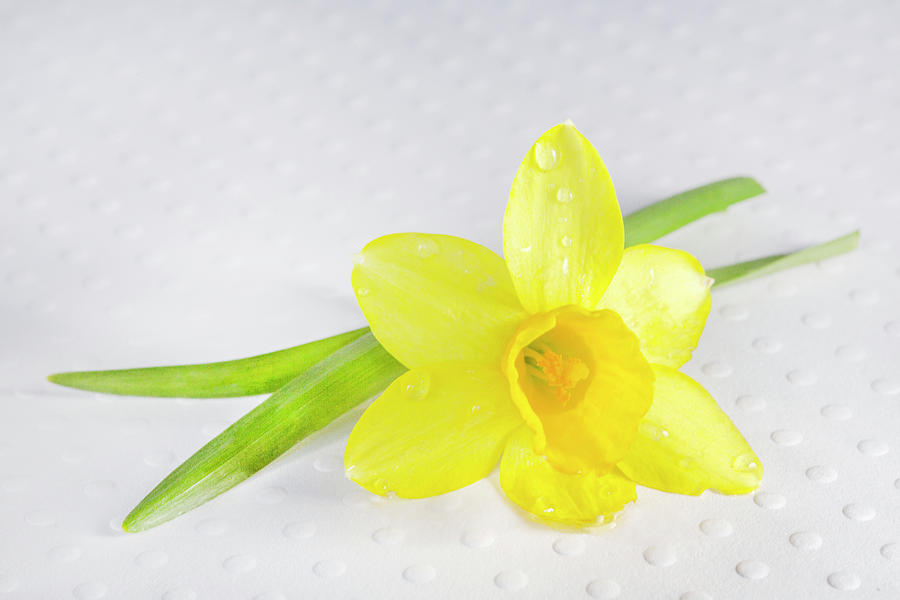 Yellow Flower Photograph - Yellow Daffadile  by Iris Richardson