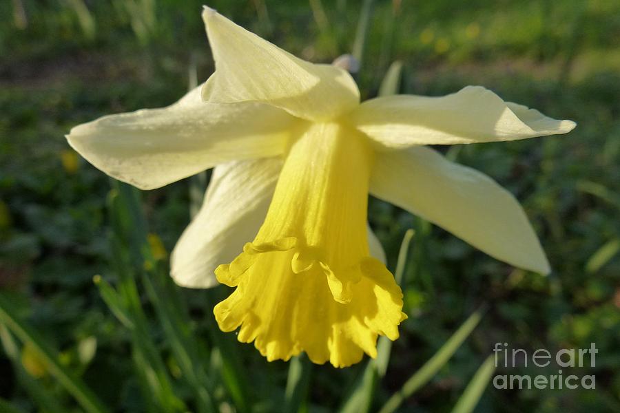 Yellow Daffodil 2 Photograph by Jean Bernard Roussilhe