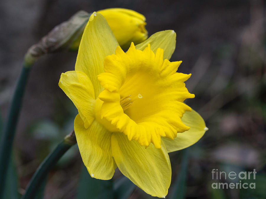 Yellow Daffodil Photograph by Arlene Carmel