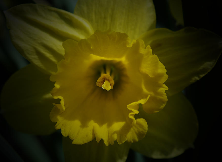 Spring Photograph - Yellow Daffodil - Detail by Richard Andrews