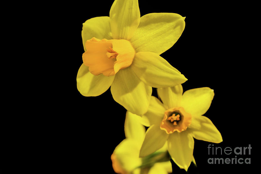 Nature Photograph - Yellow Daffodil, Double Blooms by Tom Horsch Photography