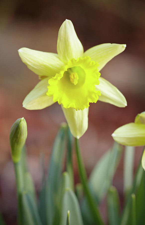 Yellow daffodil Photograph by Garden Gate magazine