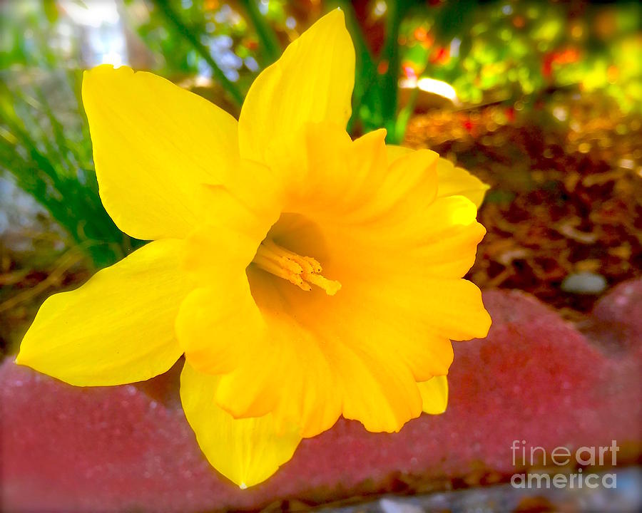Yellow daffodil look Photograph by Wonju Hulse