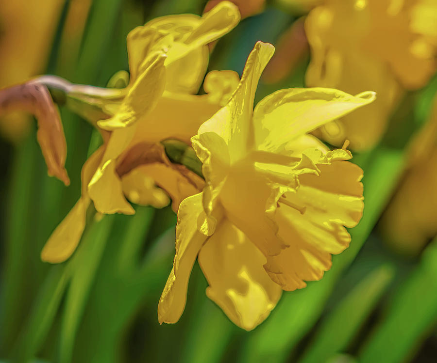 Yellow daffodil May 2016. Photograph by Leif Sohlman