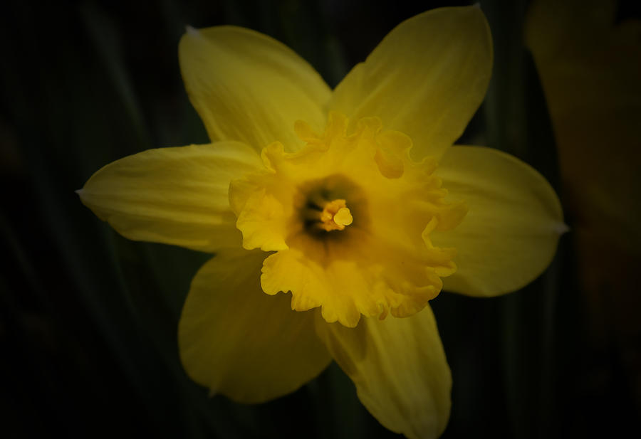 Spring Photograph - Yellow Daffodil by Richard Andrews