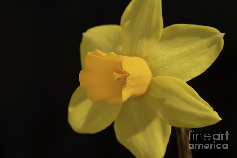 Nature Photograph - Yellow Daffodil, Second Glance by Tom Horsch Photography