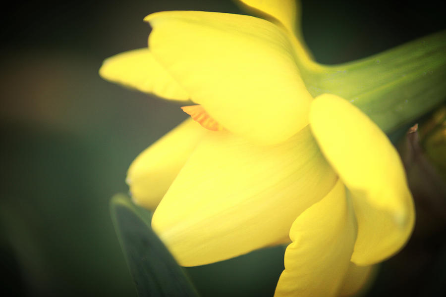 Yellow Daffodil Photograph