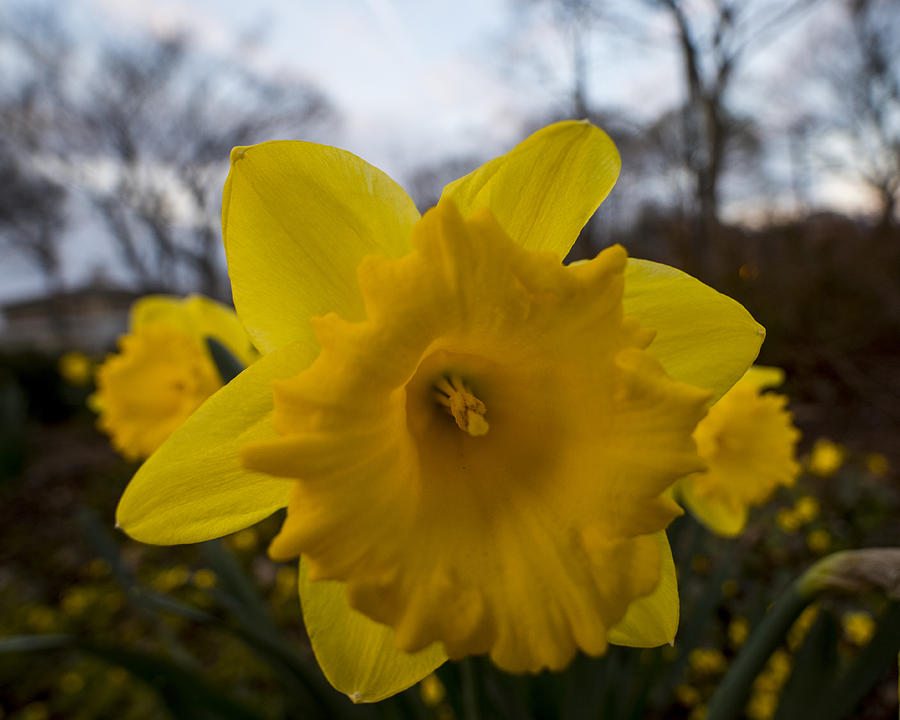 Yellow Daffodil Photograph by Toby McGuire