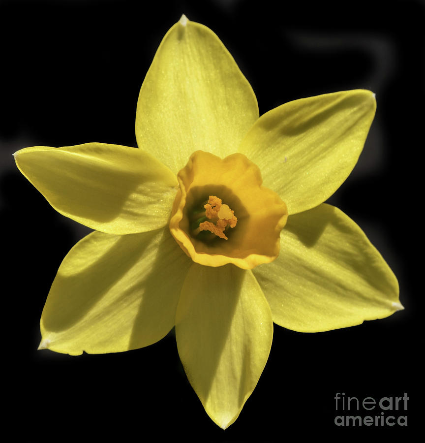 Nature Photograph - Yellow Daffodil by Tom Horsch Photography