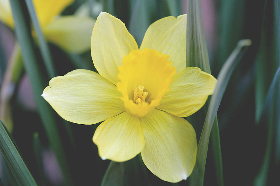 Yellow Daffodil Photograph by Trina Ansel
