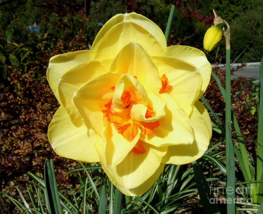 Yellow Daffodil With Orange Center Photograph by Delores