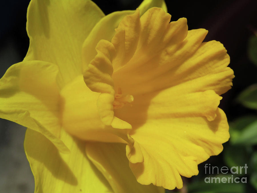 Yellow Daffodill Photograph by Kim Tran