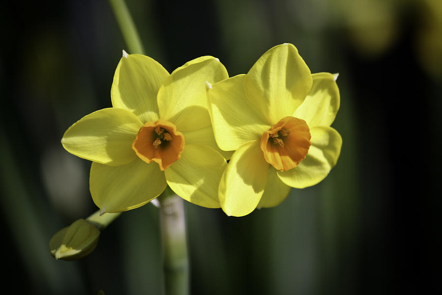 Yellow Daffodils 2 Photograph by Teresa Mucha