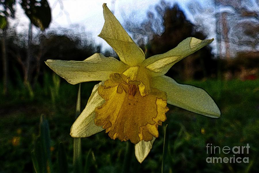Yellow Daffodils 5 Photograph by Jean Bernard Roussilhe