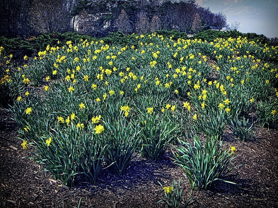 Yellow Daffodils Photograph by Brian Wallace