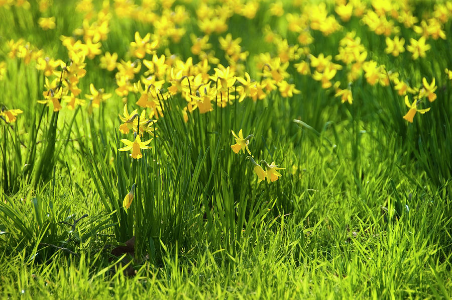 Yellow daffodils Photograph by Dutourdumonde Photography