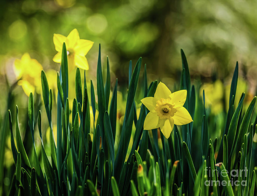 Yellow Daffodils Digital Art by Elijah Knight