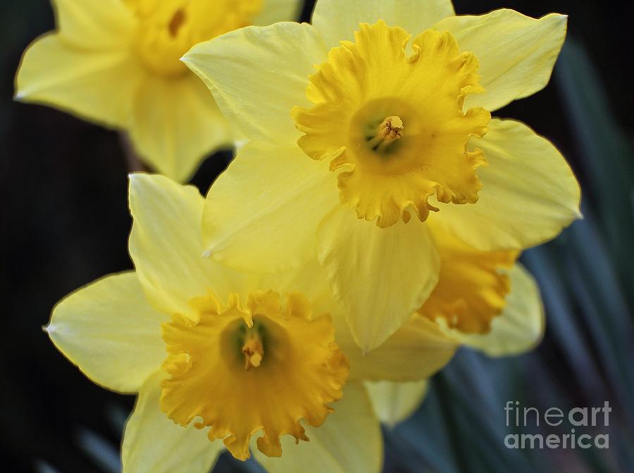 Yellow Daffodils Photograph by Ella Kaye Dickey