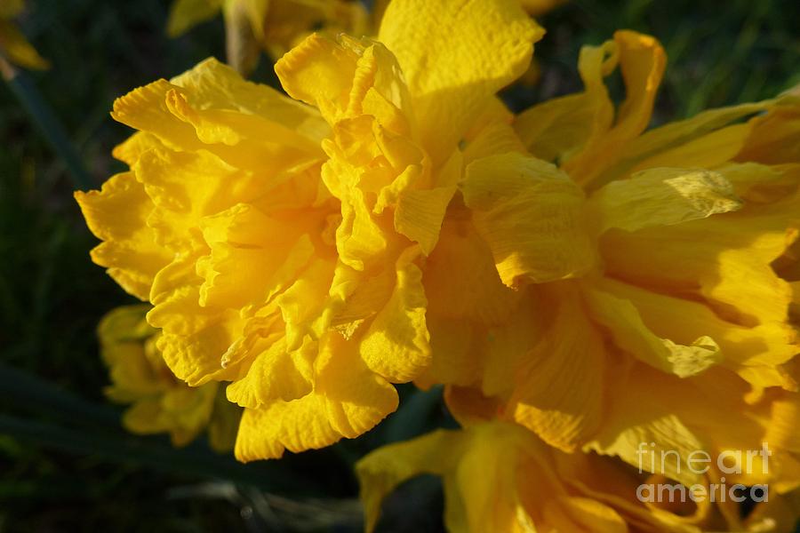 Yellow Daffodils Photograph by Jean Bernard Roussilhe